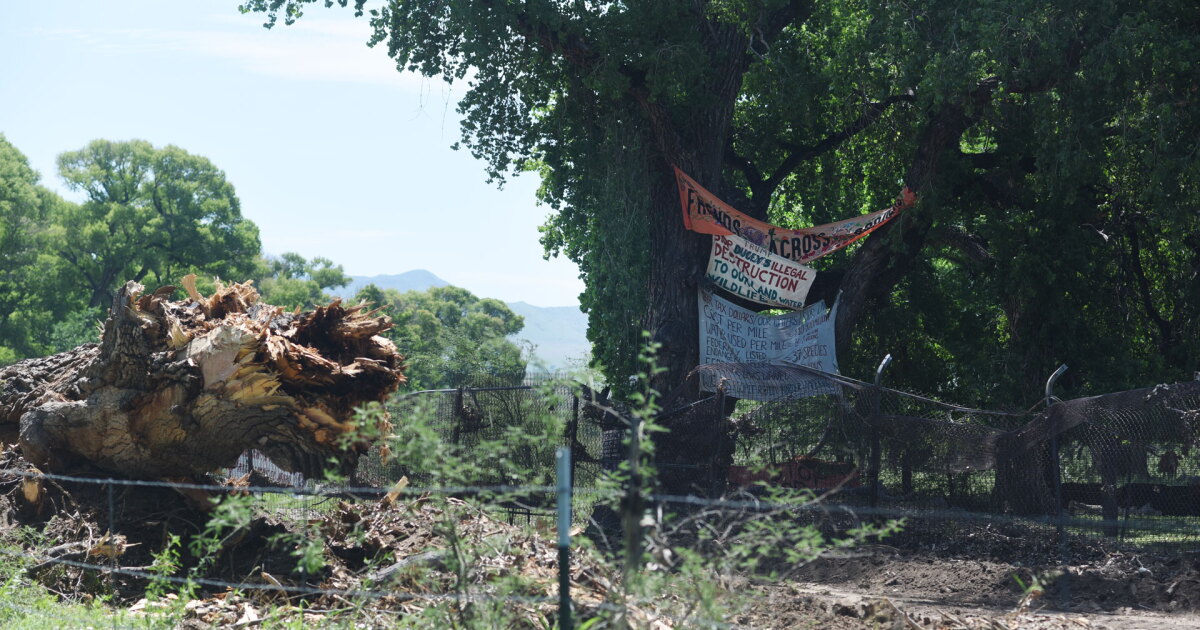At least 10 arrested at Arizona-Mexico border as 250-year-old cottonwood ...