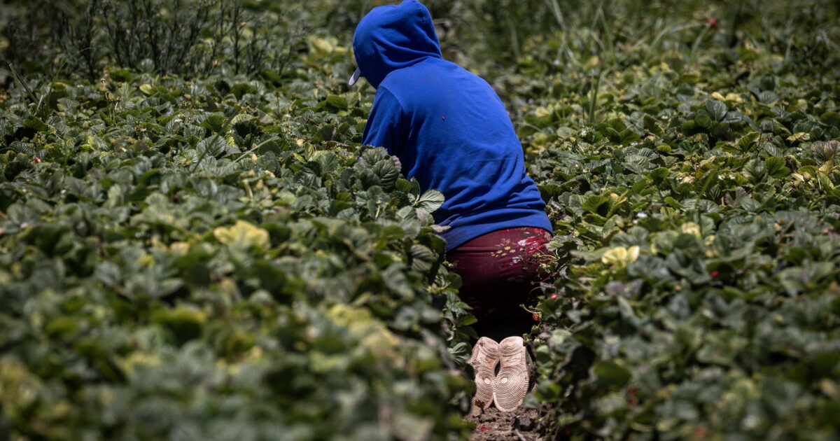 Back Breaking Why are so many children doing backbreaking work on CA's farms? | KALW