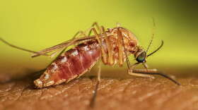 An undated photo of a female Culex mosquito taking a blood meal from a person. Mosquitoes require blood for their reproductive cycles, but can also be a serious vector in spreading diseases, such as West Nile, between humans and other animals.