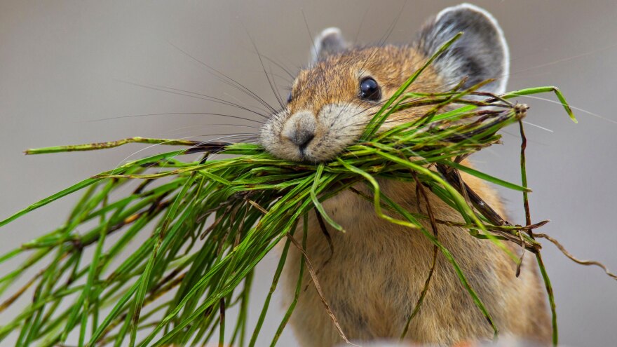 NATURE Hunger Wars