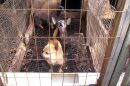Missouri was named as the worst offender in the country with 21 dealers according to The Humane Society of The United States' 2021 annual report, 'The Horrible Hundred'.