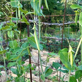 rows of peas growing on a vine on a fence.