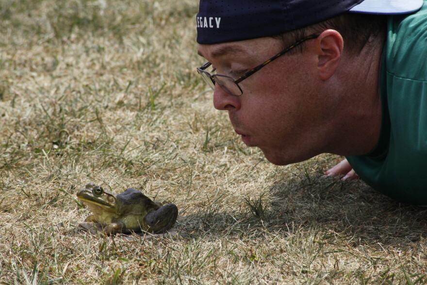 JP Kronschnabel blows on a frog to try to get it to jump during the Wisconsin State Frog Jump in July 2026. (credit: Dan Wanschura / Points North)