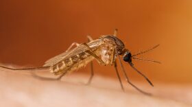 A mosquito on a person's arm.