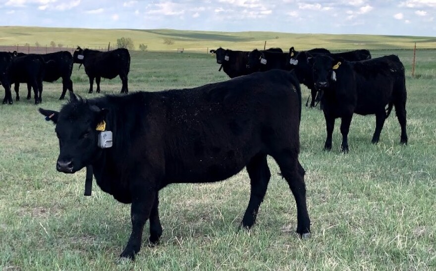 Virtual fencing manages livestock without physical boundaries SDPB