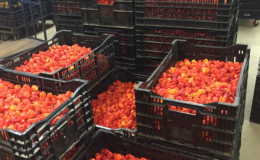 Crates of Carolina Reapers in cold storage in Fort Mill.