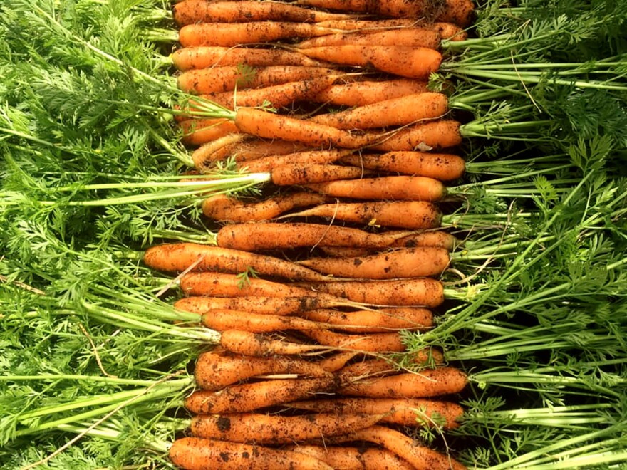 Carrots from Dayton Urban Grown, a training farm on Xenia Avenue in the city. Founder Lisa Helm says the classes she offers have been packed since the pandemic reached America.