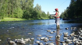 A woman stands in a stream fly fishing