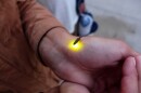 A firefly's flash can actually warn off predators from eating them