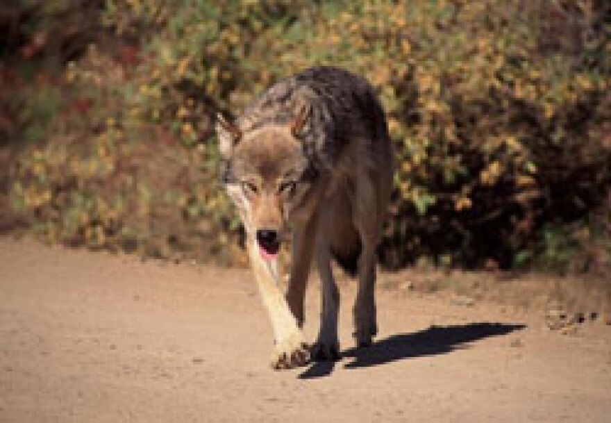 (File photo credit Alaska Department of Fish and Game)