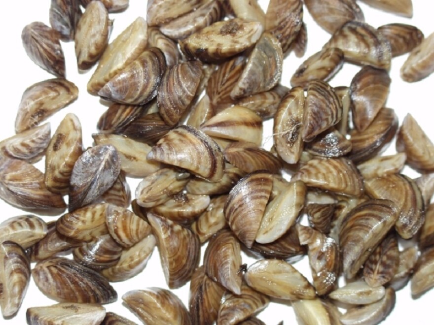 The zebra mussel is an invasive species spotted last November in Grant County.