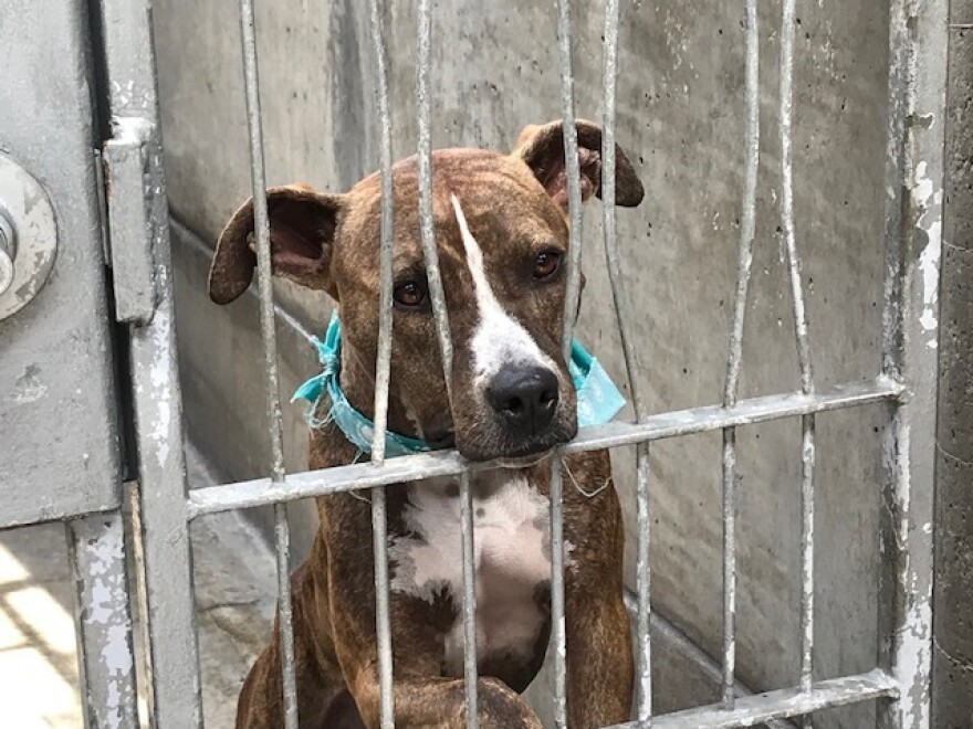 A rescue dog waits to be adopted at the Pasadena Humane Society.