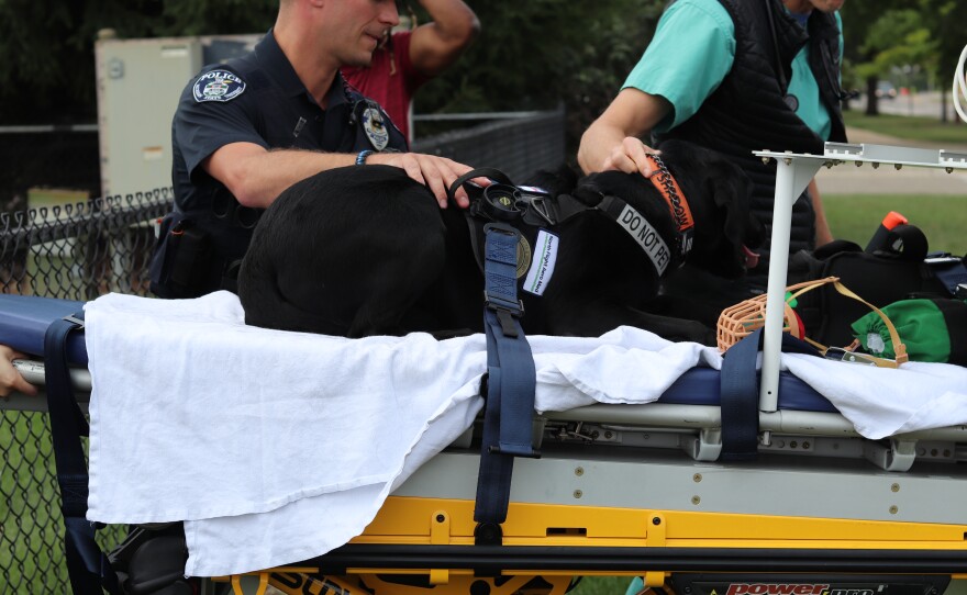 A black Labrador dog lays on a stretcher as it’s pushed by police officers and doctors.