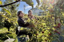 Savannah Makarewicz and Antonio Hebert, of Goffstown, look for Cortland applies at Carter Hill Orchard in Concord.