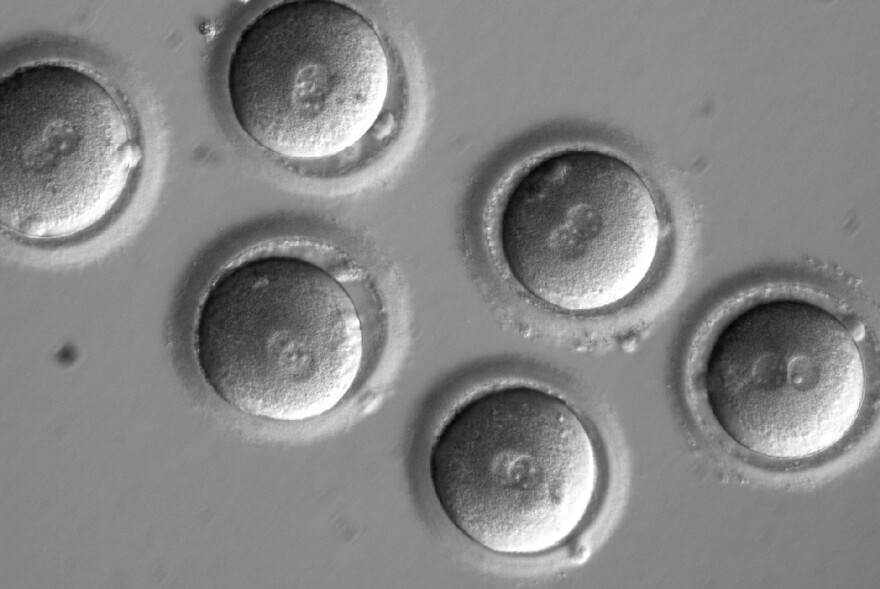 The first sign of successful in vitro fertilization, after co-injection of a gene-correcting enzyme and sperm from a donor with a genetic mutation known to cause hypertrophic cardiomyopathy.