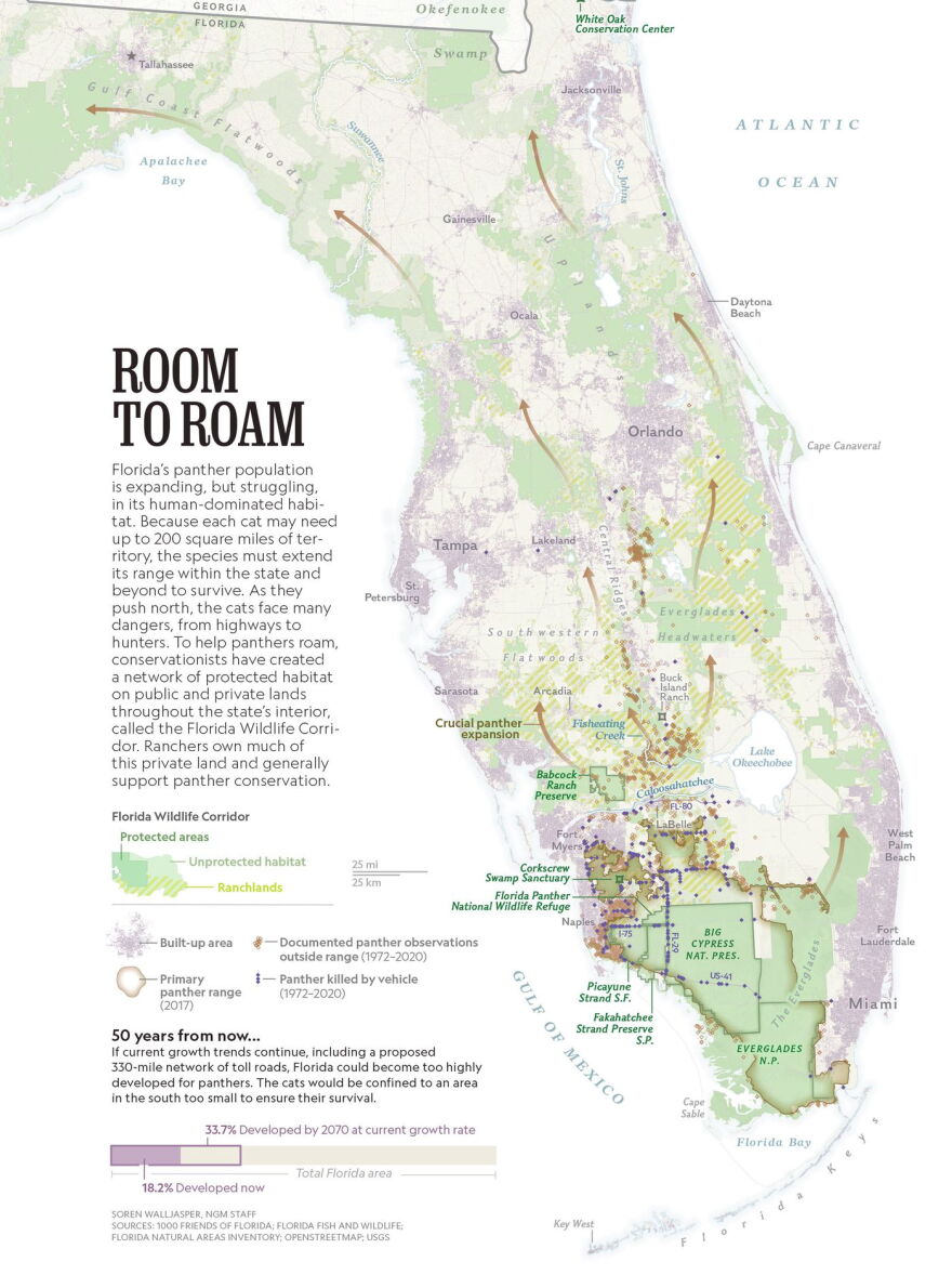  In April, National Geographic published a 16-page story filled with photos by Carlton Ward of Florida panthers. The story included this map, depicting wildlife and habitat corridors. The arrow just north of Lake Okeechobee Points toward DeLuca Preserve. Ward shared the National Geographic article with lawmakers, encouraging them to pass the Florida Wildlife Corridor Act this year. 
