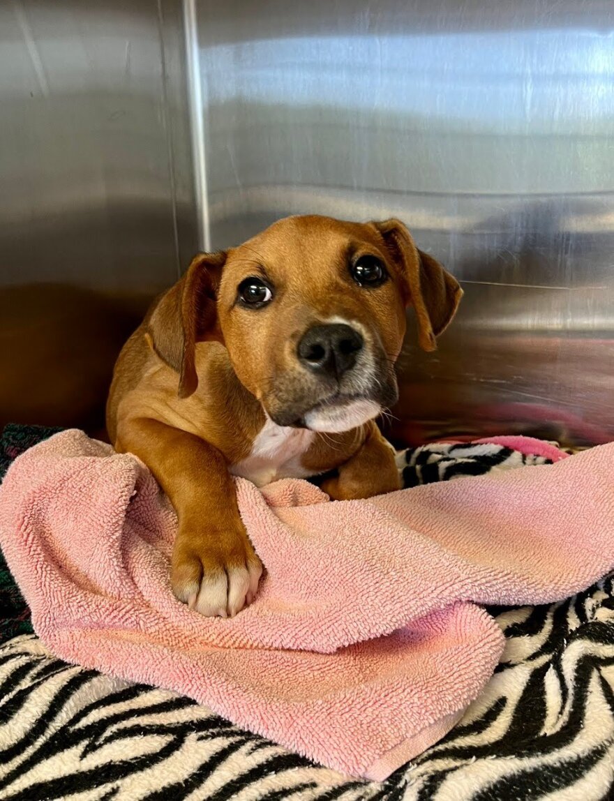 One of three puppies with parvo that were recently cared for at the Humane Society of Southwest Missouri