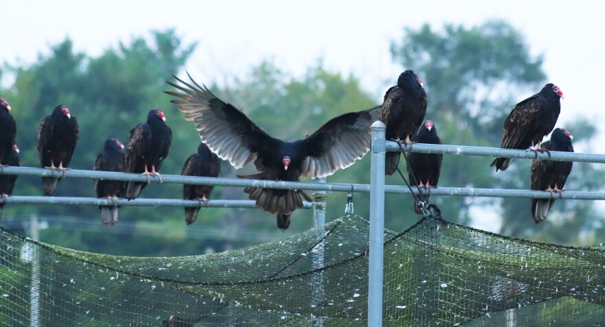 Turkey Vultures, one landing