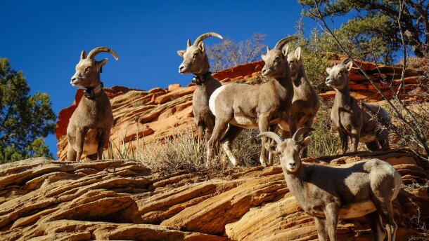 A band of bighorn sheep perches on a red rock cliff next to State Route 9 in Utah’s Zion National Park, Dec. 5, 2025.