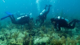 A team of researchers from University of Miami's Rosenstiel School of Marine, Atmospheric, and Earth Science planted the first internationally crossbred coral in Florida's Biscayne Bay.