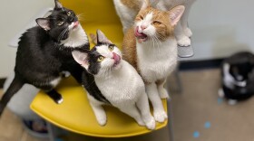 Cats at the Scott County Humane Society