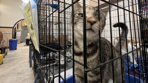 St. Cats & Dogs of Nay Aug Zoo will showcase adoptable cats Saturday.
