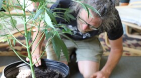 Nathan Rutz inspects a fully grown marijuana plant. His organization, Rust Belt Riders, provides composting services for Cleveland-area residents and organizations.