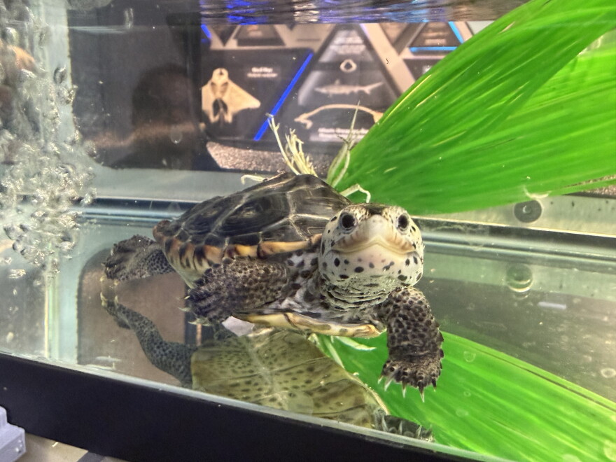 A young terrapin in an aquarium at McWane Science Center looks toward the camera.