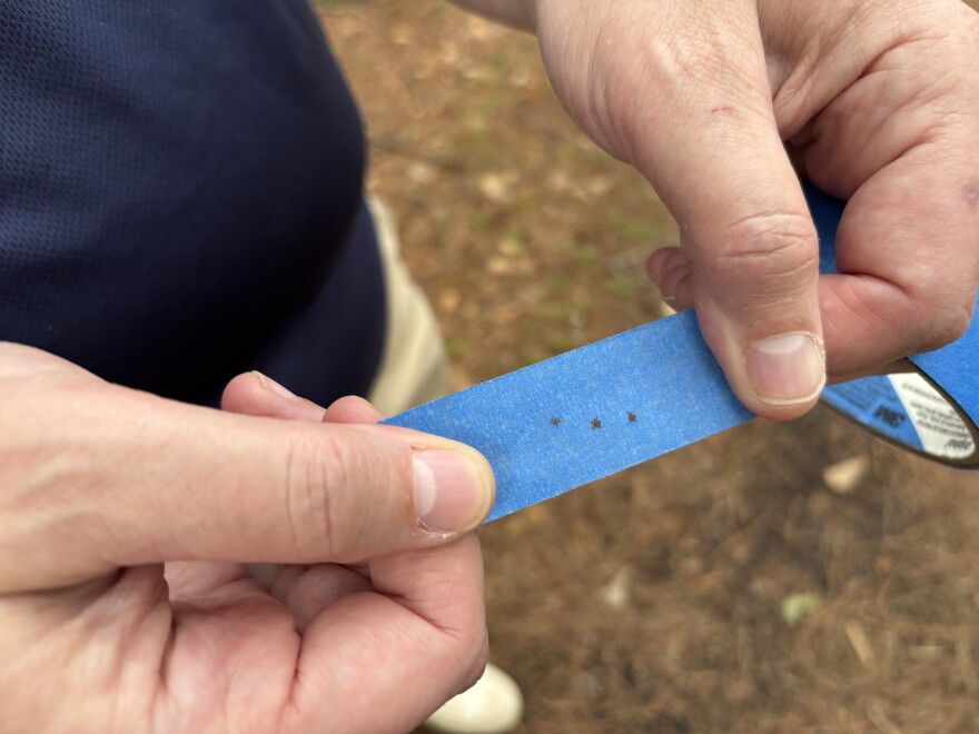 ODU professor Holly Gaff holds a piece of tape with three ticks from trails behind the Preserve on the Elizabeth in Chesapeake on July 27, 2026.