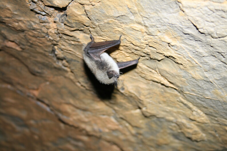 Hibernating Myotis bat