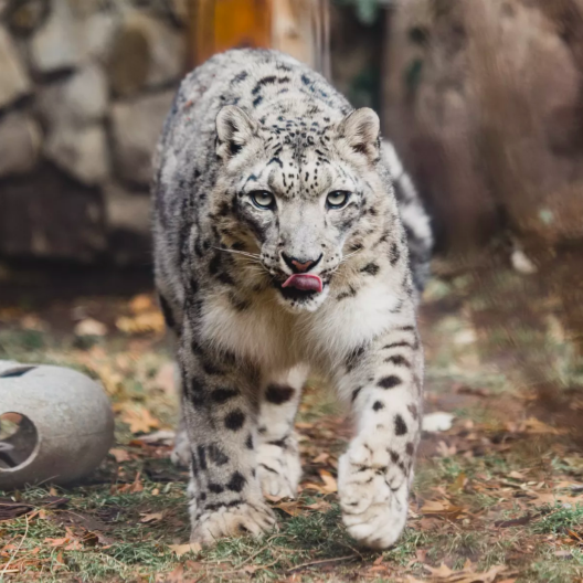 Snow leopard Kabita at Zoo Boise