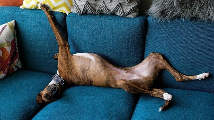 Brian is a very glamorous whippet cross.