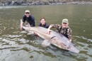 Three people hold a fish that's longer than a person is tall.