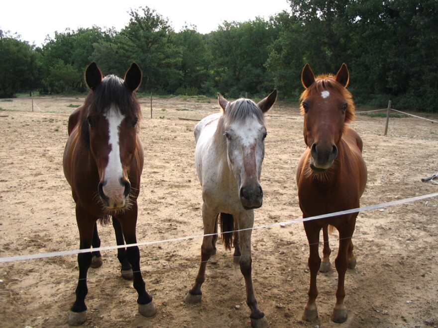 Unrelated horses