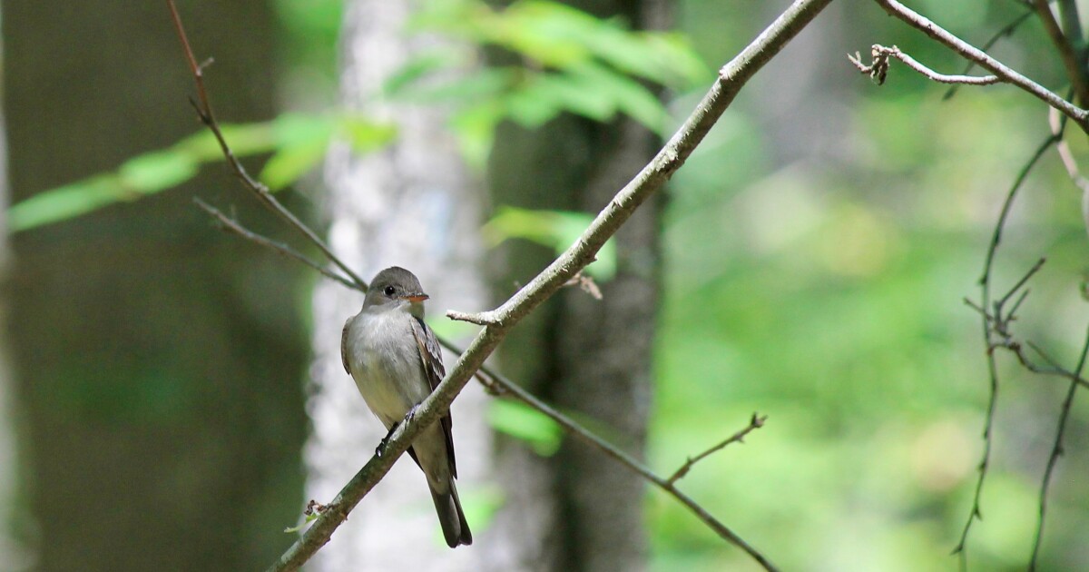 Eastern Wood-Pewee