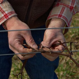 Derrick Vogel of Folklor Wine & Cider ties a grapevine to a trellis. (Photo: Miles MacClure/For the Northern Michigan Journalism Collaborative)