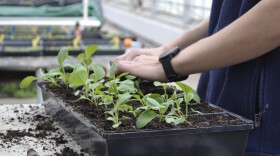 A University of Michigan campus farm employee is planting food.