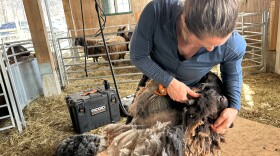 A woman in a barn holding a sheep against her body and shearing its neck