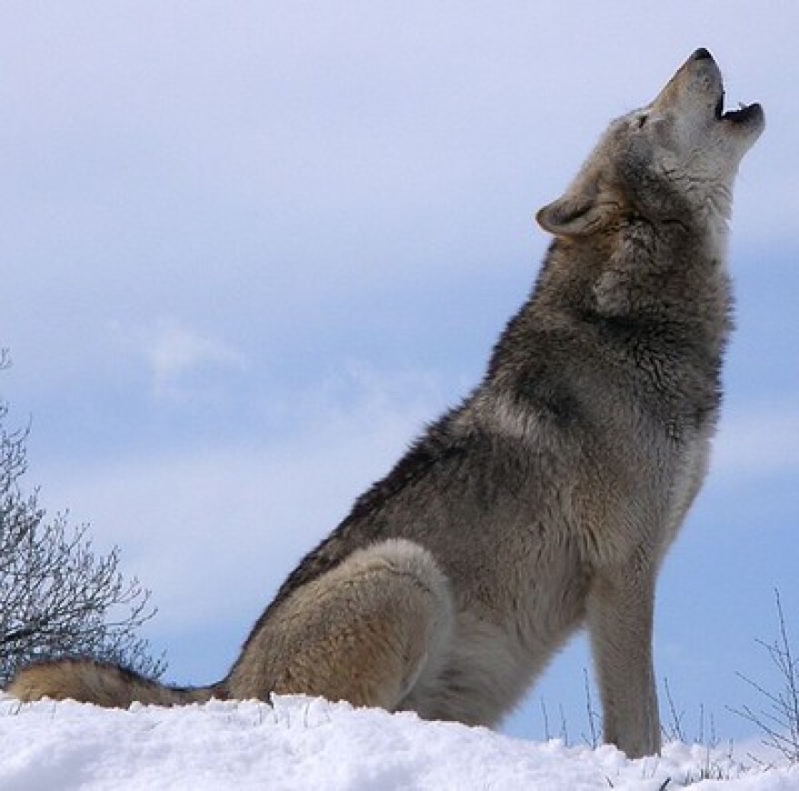 A gray wolf howling.