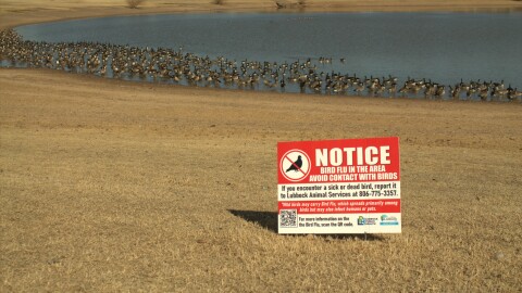 A sign warning of bird flu at Remington Park stands in front of geese on the lake. The sign reads 'Notice: Bird flu in the area. Avoid contact with birds. If you encounter a sick or dead bird, report it to Lubbock Animal Services at 806-775-3357. Wild birds may carry Bird Flu, which spreads primarily among birds but may also infect humans or pets.'