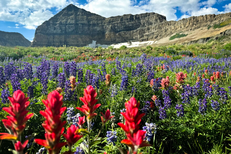 The wildflower meadow near the top of Mount Timpanogos, Aug. 4, 2024.