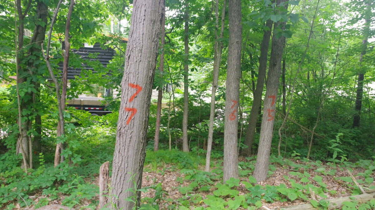 Kalamazoo County's road safety plan now calls for 50% fewer tree removals, a spokesperson says