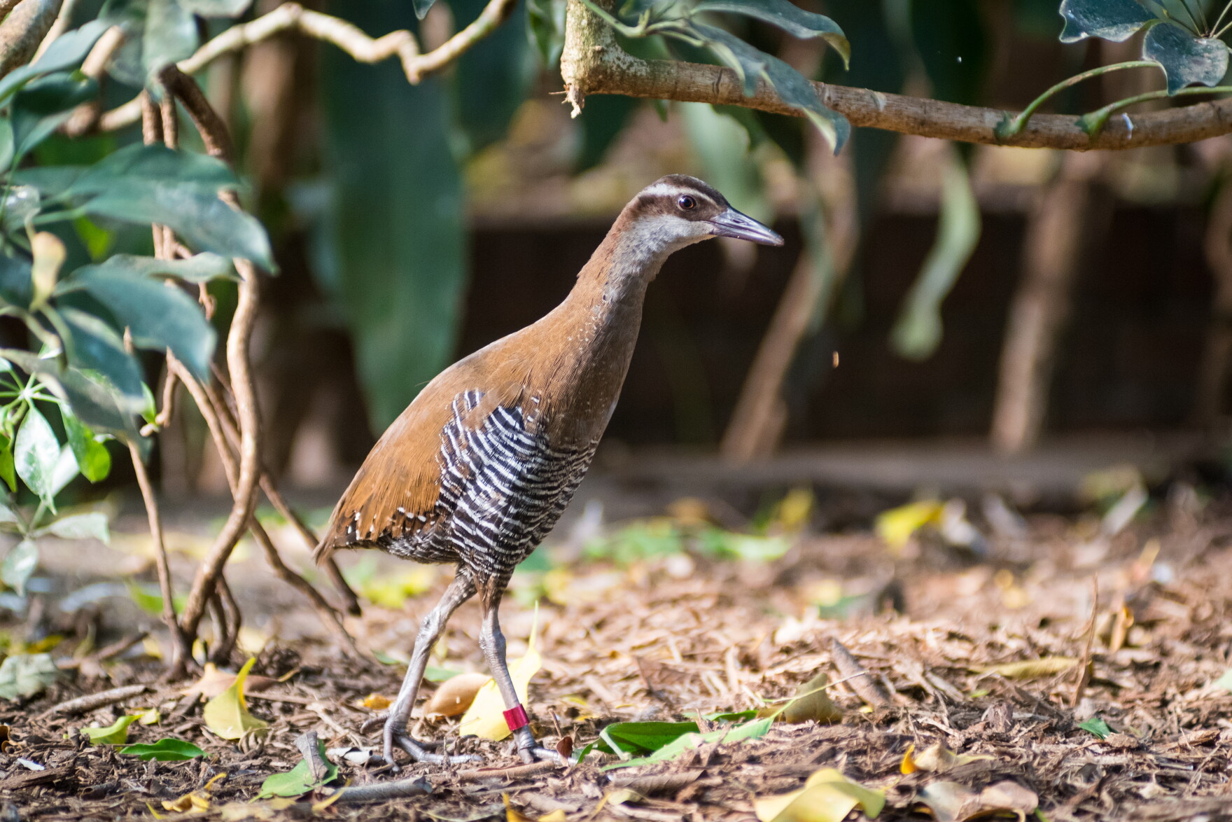 Pittsburgh’s National Aviary secures $25K to help endangered birds | 90 ...
