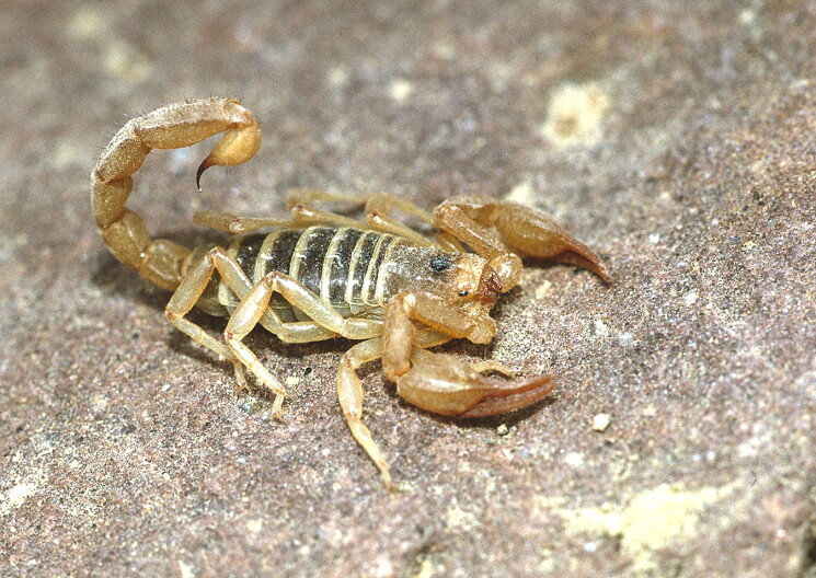 The northern scorpion (Paruroctonus boreus) is the most widespread and smallest scorpion in Idaho, reaching a length of up to two inches.