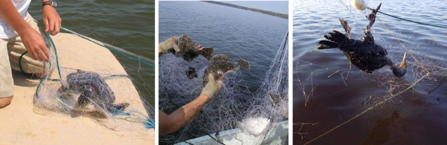 Coastal Conservation Association of North Carolina Executive Director David Sneed said gillnetting is detrimental to endangered species like sea turtles and Atlantic sturgeon.