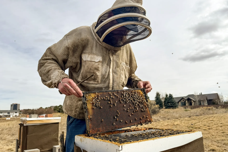Commercial beekeeper Randall Hidy checks on one of his beehives in Greenwood Village on Feb. 24, 2026. He worries about keeping his bees safe from multiple threats, including neonic pesticide contamination and supported the SEED Act, which failed in committee on Thursday.