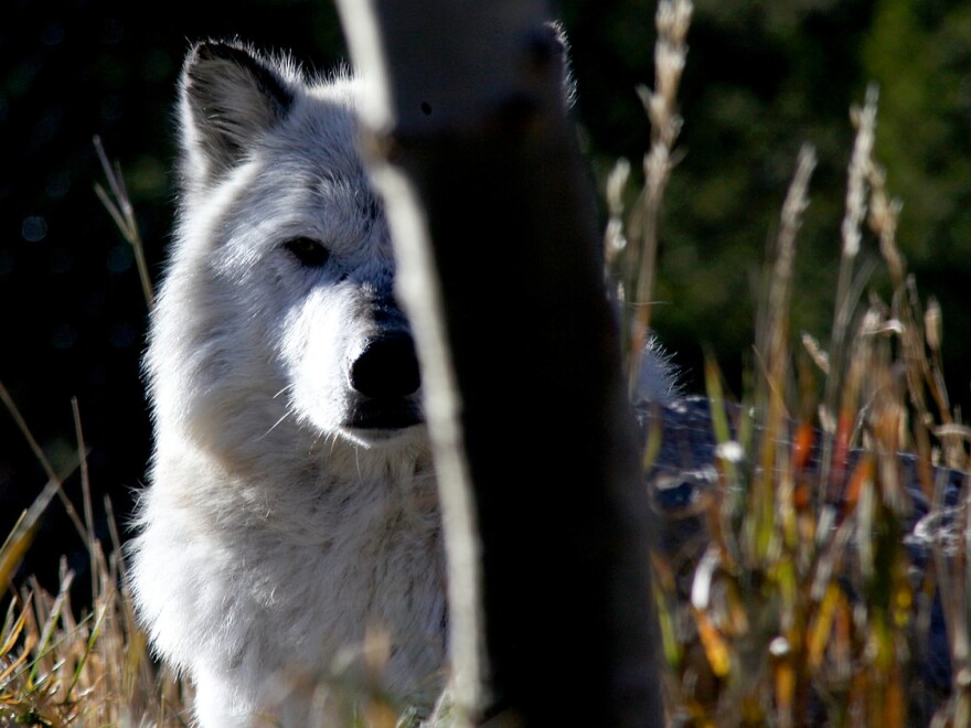 Gray wolf populations are rebounding across many parts of the U.S., but wildlife advocates argue they haven't fully recolonized their historic range and still need federal protections.