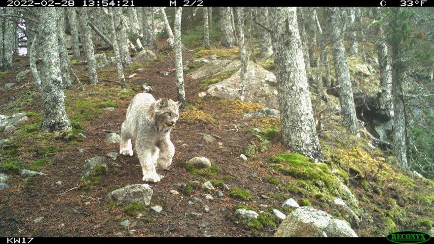 A trail camera captured a photo of this lynx in February 2022.