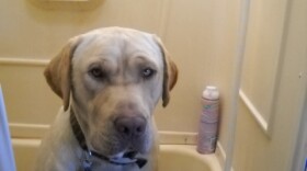  A yellow lab sits in a small bathtub.