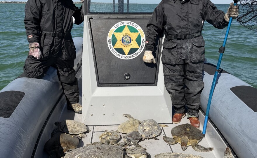 Almost 800 turtles have been rescued from Florida's beaches so far this year.